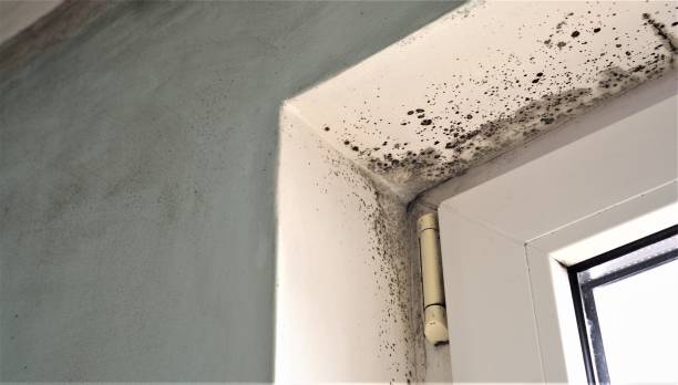 Best Mold Remediation for Healthcare Facilities  in Valinda, CA